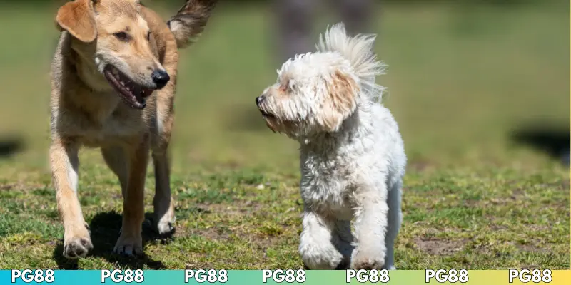 Các loại kèo đua chó phổ biến