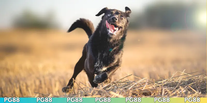 Hiểu đúng về cách cược đua chó