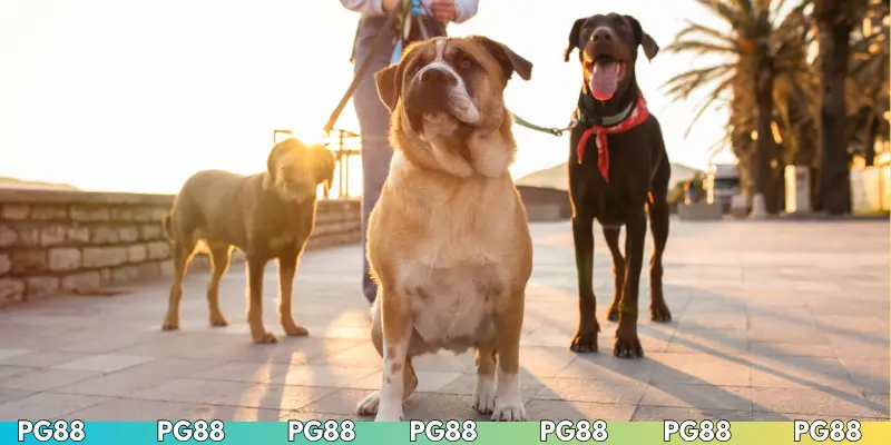 Thắc mắc khi cá cược đua chó